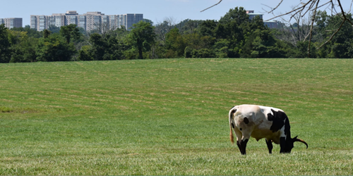 Montgomery County cow in field with tall buildings in background Montgomery County cow in field with tall buildings in background