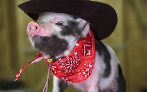 bbd-cowboy-piglet.jpg