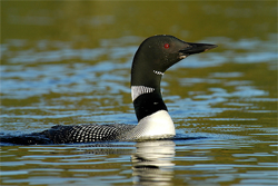 minnesota-loon_2.png